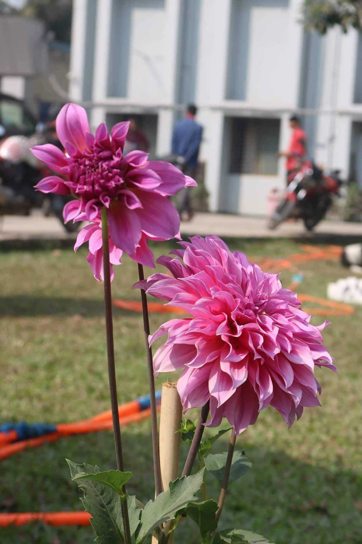 (খোশ আমদেদ মাহে রমজান)  শান্তি-শৃঙ্খলা  রক্ষায় মাহে রমজানের ভূমিকা