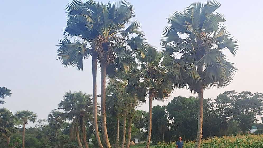 তালগাছের গ্রাম কুমিল্লার জয়মঙ্গলপুর খিলের বাড়ি ‎