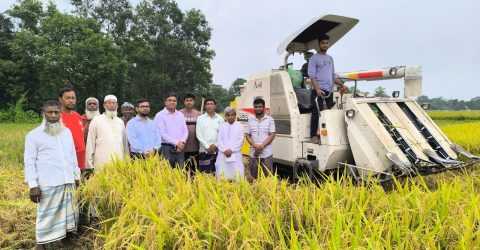 বাংলাদেশের ব্রি ধান- ১০২ এর সর্ববৃহৎ মাঠ দেবীদ্বারে যান্ত্রিকীকরণের সুফলে লাভবান কৃষক