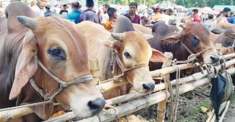 ব্রাহ্মণপাড়ায় ঈদুল আযহাকে ঘিরে পশু বিক্রির জন্য প্রস্তুত খামারীরা
