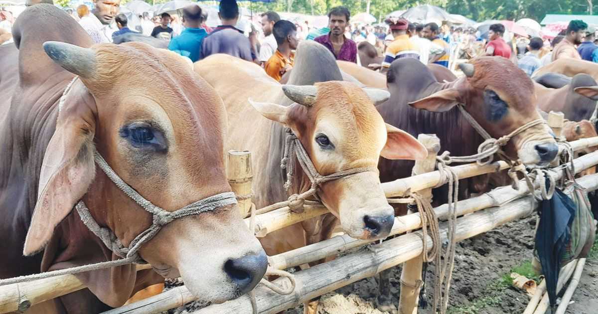 ব্রাহ্মণপাড়ায় ঈদুল আযহাকে ঘিরে পশু বিক্রির জন্য প্রস্তুত খামারীরা