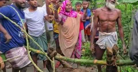 দেবীদ্বারের দূর্বৃত্তদের বিষ প্রয়োগে কৃষকের ৩ গরু হত্যা