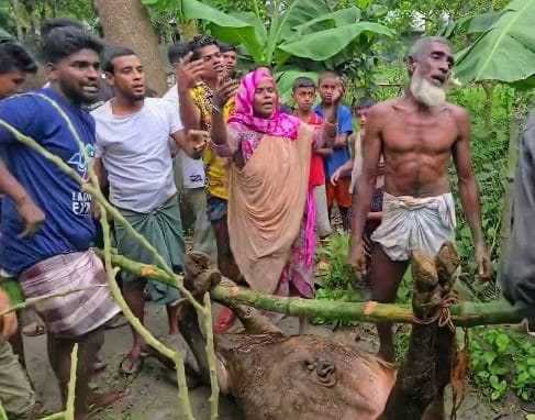 দেবীদ্বারের দূর্বৃত্তদের বিষ প্রয়োগে কৃষকের ৩ গরু হত্যা