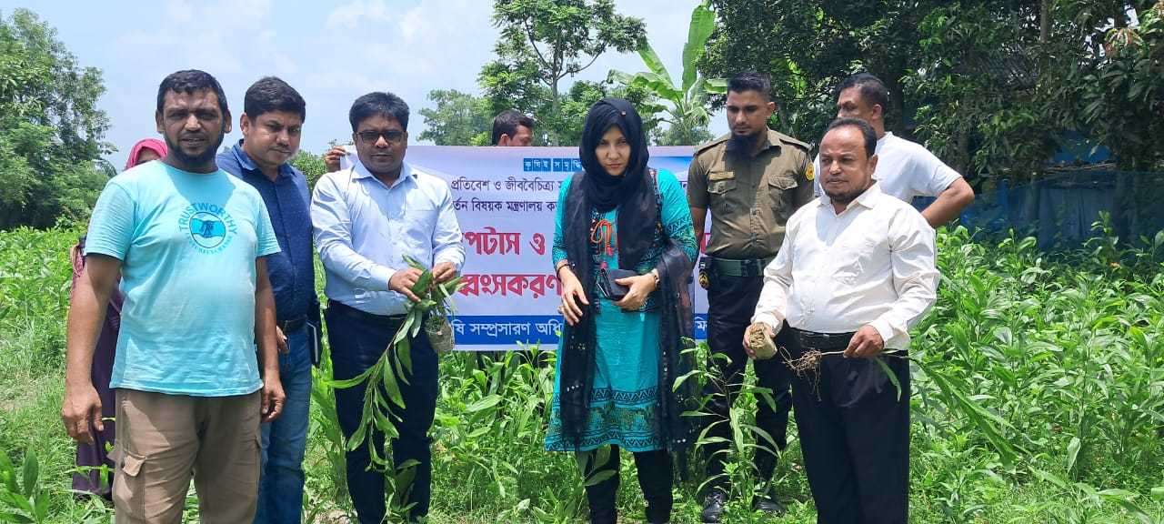 ‎ব্রাহ্মণপাড়ায় নিষিদ্ধ ঘোষিত প্রজাতি ইউক্যালিপটাস ও আকাশমনি চারা ধ্বংসকরণ কর্মসূচির উদ্বোধন